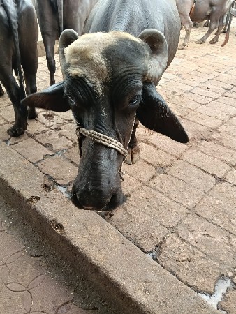 ભેંસ વેચવાની છે