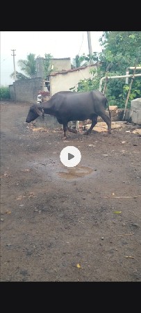 ભેંસ વેચવાની છે