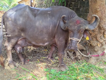 આ ભેંસ વેચવાની છે