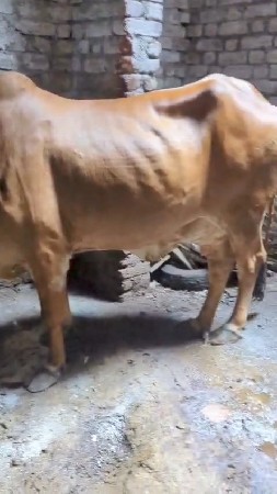 દેશી ગાય વેચવાની છે