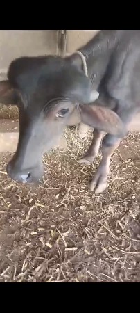 પાડી વેચવાની છે