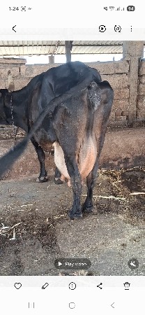 ગાય વેચવાની છે