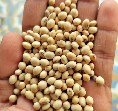 સોયાબીન