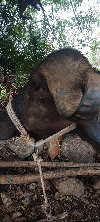 ભેંશ વેચવાની છે