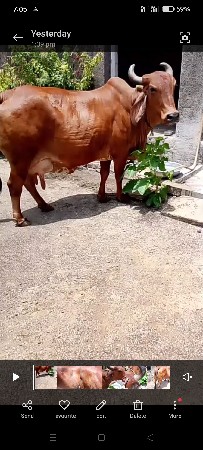 ગાય વેચવાની છે