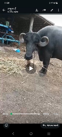 વેસવાનીસે