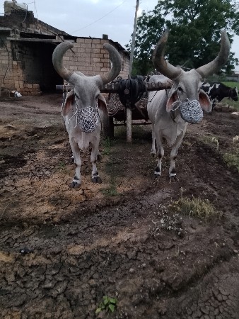 2 બળદ વેચવાના છે