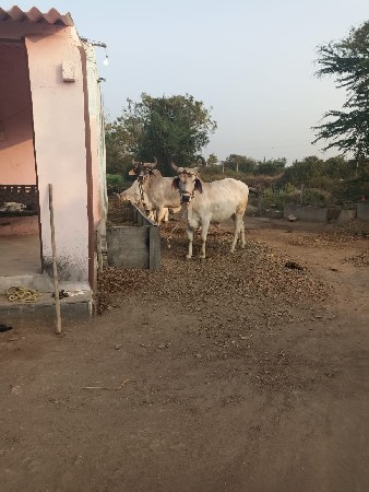 બળદ  વેચવા ના શે