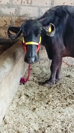 ભેસ વેચવાની છે