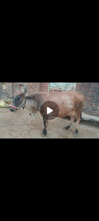 બે ક્રોસ ગાયું બેસવાની ચે