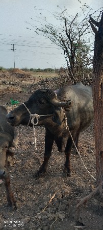 2 ભેંસો વેચવા ની છે