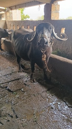 15 દિવસ ની વિયાણલ