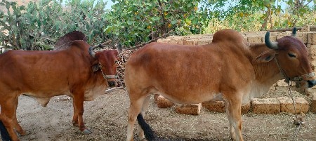 બડધ vecva na se