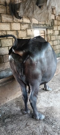 ભેંસ વેચવાની છે