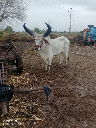 ગોટલો વેચવાનો છે