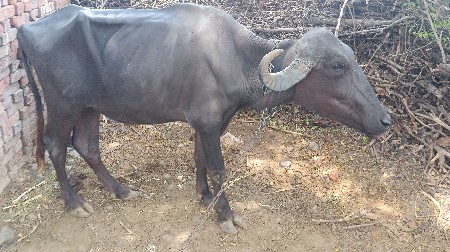 પાડી વેચવાની છે