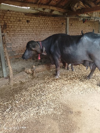 આ ભેંસ વેચવાની છે