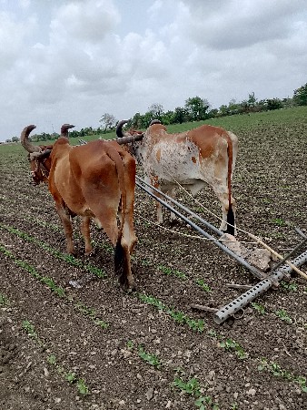 બળદ વેસવાના છે