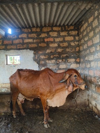 ગાય વેચવાની છે