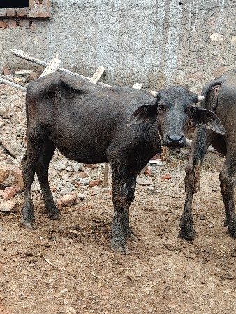 vechvani se