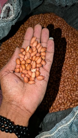 મગફળી