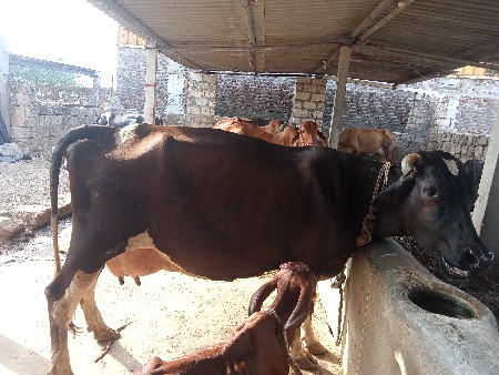 વેચવાની છે