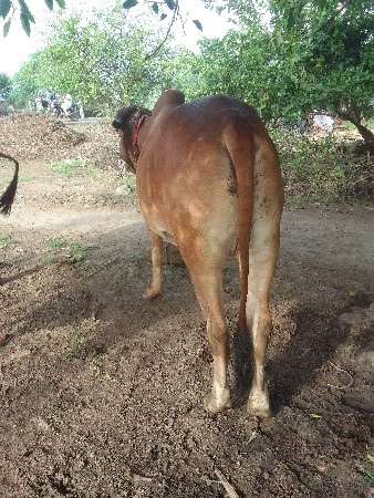 બળદ વેચવાનો છે સાટા પણ ચાલે