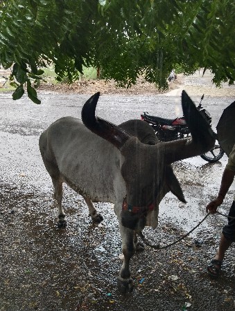 બળદ વેચવાનો છે