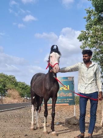 વછેરો વેચવાનો છે