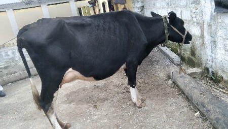 HF.    ગાય