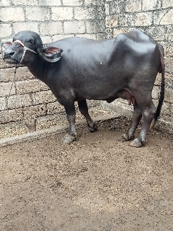 ભેંસ વેચવાની છે