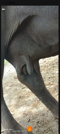 આ ભેંસ વેચવાની છે