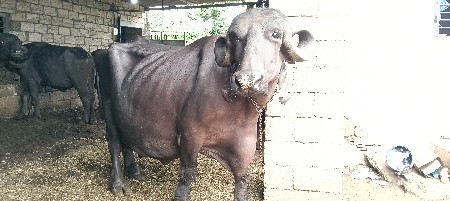 ભેંસ વેચવાની છે