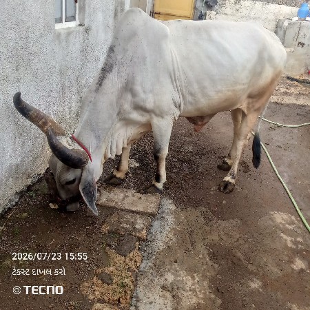 બળદની જોડ વેચવાની છે