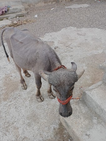પાડી વેસવાની છે