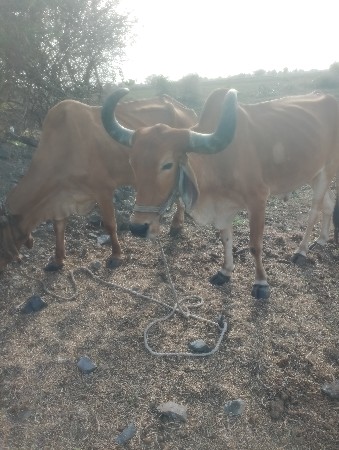 વેચવાના