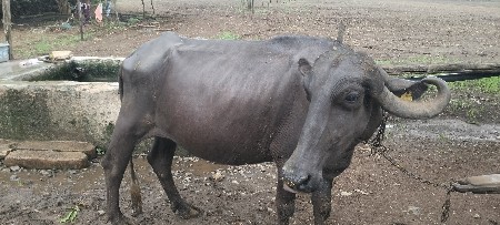 આ ખડેલું વેચવાનું છે