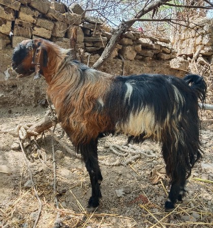 બોકડો વેચવાનો