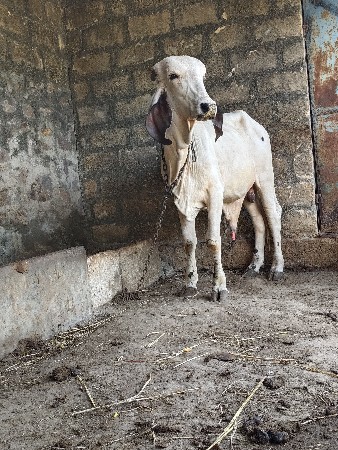 વાછરડો વેચવાનોછે