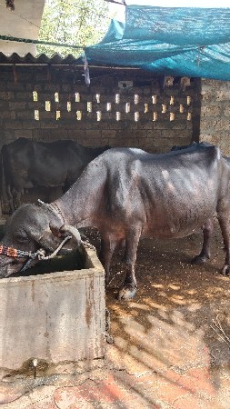 બે ભેંસ વેચવાની છે