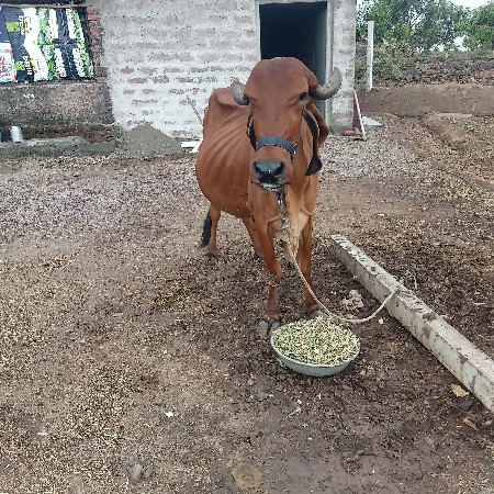 આ ગાય વેસવાની