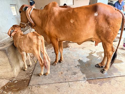 ગીર‌ ગાય‌ વેચવાની છે