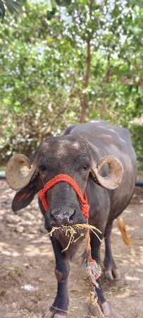 ખડેલી વેસવાની સે