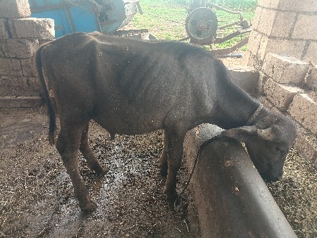 પાડો વેચવાનો છે .