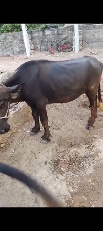 aa khadeli vesva ni se