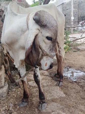 ઓરીજનલ લીલડી