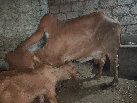 ગાય વેચવાની છે