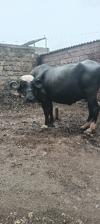 વેસવાની છે