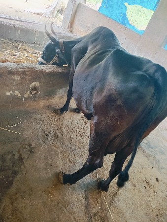 વેચવાનુ