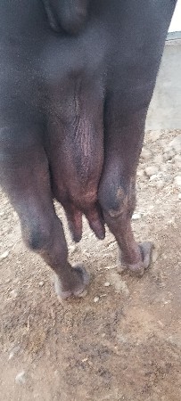 ભેંશ વેચવાની સે